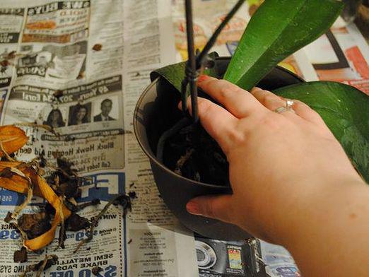 Hur planterar man en orkidé?