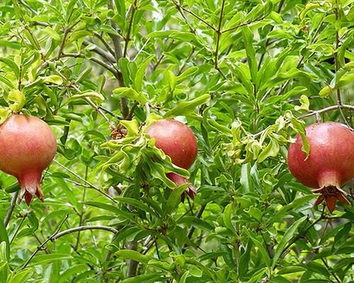 Hur växer en granatäpple?