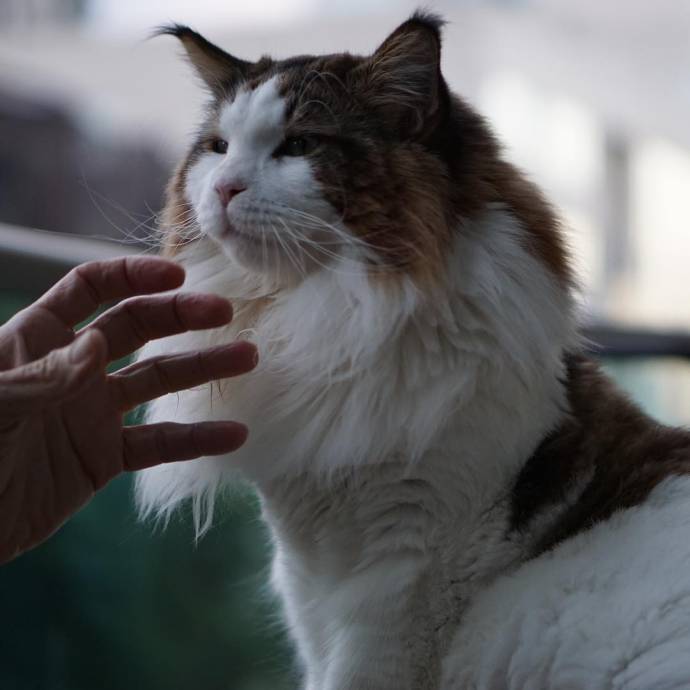 13 kilogram Samson - den största katten i New York