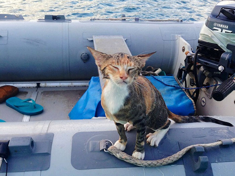 Två trosor och en yacht