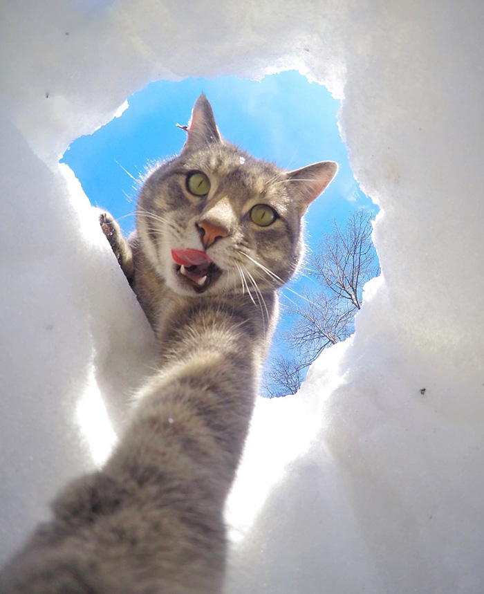 Katt gör selfie bättre än dig