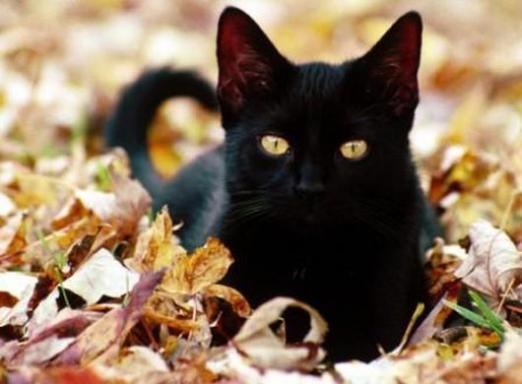 Varför drömmer om en svart katt?
