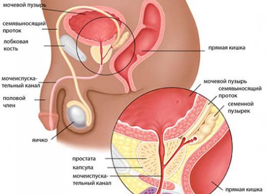 Vad är prostata?