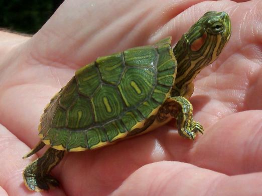 Hur bestämmer du åldern för en sköldpadda?