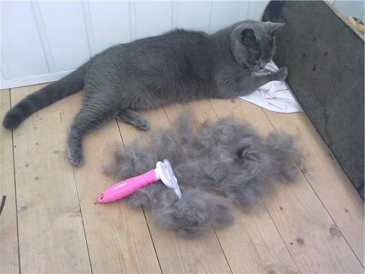 Cat shedding: Vad ska man göra?