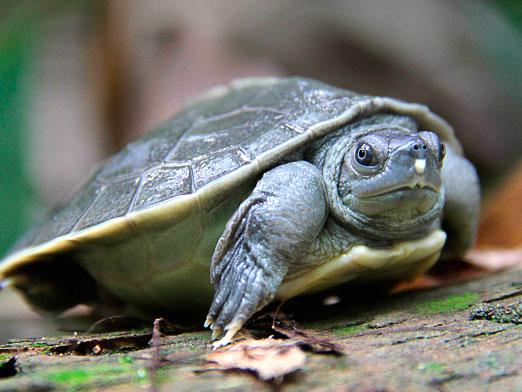 Hur många levande sköldpaddor?