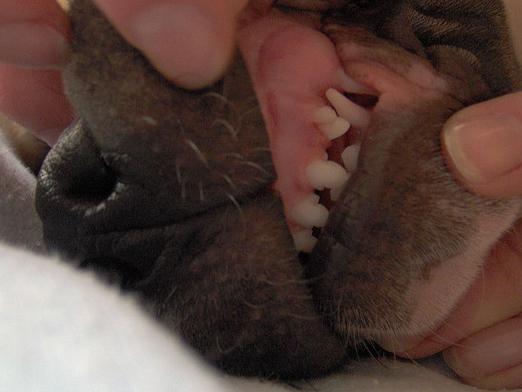 Hur många tänder har en hund?
